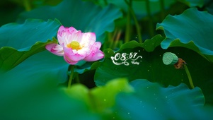 夏日荷花