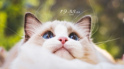 4K治愈奶萌小猫超可爱！