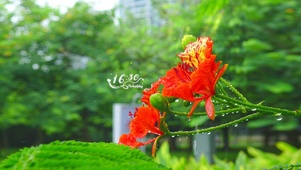 护眼雨天鲜花
