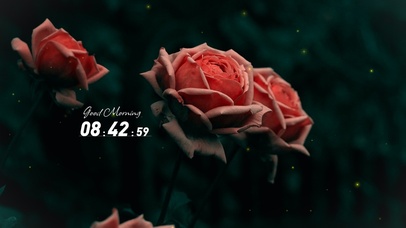 4k唯美花朵桌面