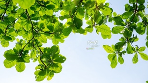 4k小清新护眼风景桌面