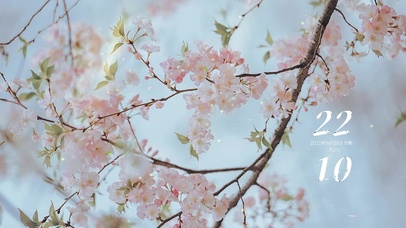 唯美治愈桃花飘落