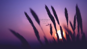 落日夕阳小麦