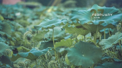 唯美护眼荷花池