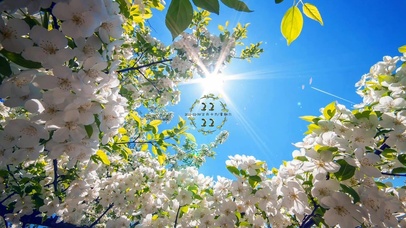 阳光下的小清新鲜花