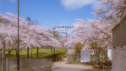 唯美治愈樱花街道3（真实时间）