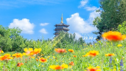 4K清新夏季花朵