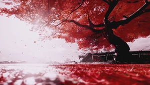 微风落叶 树影摇曳