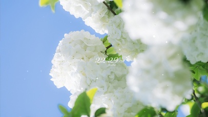 治愈白色绣球花