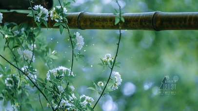4K唯美清新白木香花