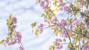 治愈唯美清新桃花落