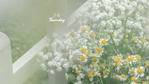 治愈小雏菊