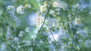 唯美治愈木香花