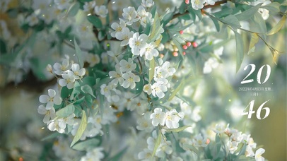 治愈唯美春分白花 