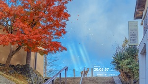 4k 治愈唯美秋叶