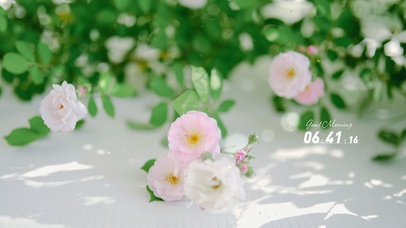 4K唯美治愈清新蔷薇花