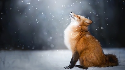 雪中狐狸