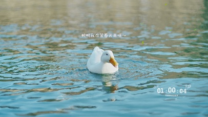 在等春天的鸭鸭~