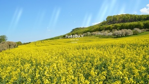 4K油菜花田