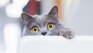 猫的私房2