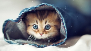 可爱猫猫