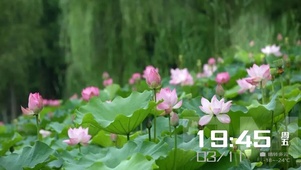 夏日荷花