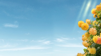 蓝天白云～美丽的蔷薇花