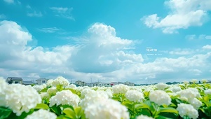 白云下绣球花