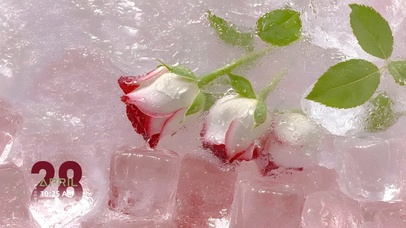 超治愈 冷冻玫瑰