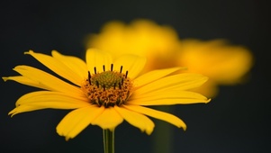 小黄花