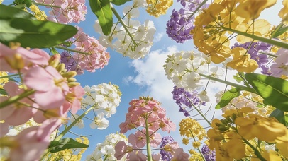 彩色花田醉了春光