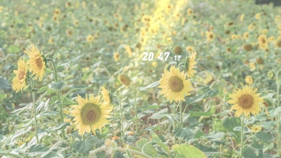 治愈阳光向日葵