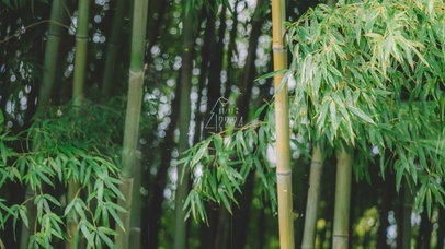 4k 治愈护眼夏日雨天竹林
