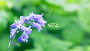 紫色鲜花
