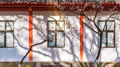 治愈午间古城樱花落