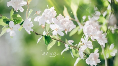 治愈清新春天的海棠花