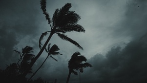 palm trees 