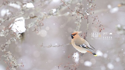 4K冬天树梢上的小鸟