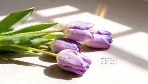 4k小清新郁金香