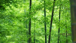 绿色护眼竹林