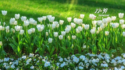 4k郁金香风景桌面