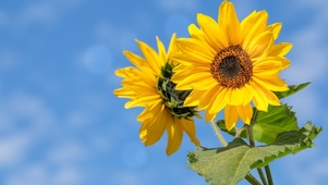 sunshine