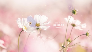 4K 花儿朵朵开