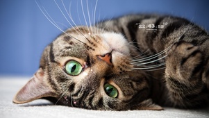 猫咪撒娇