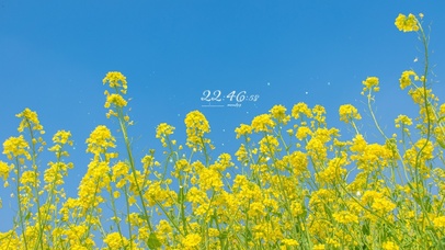 6K 清新治愈春天的油菜花