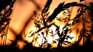 夕阳下的金色麦穗