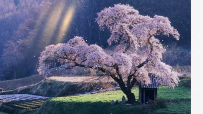 意游春谷半生隐