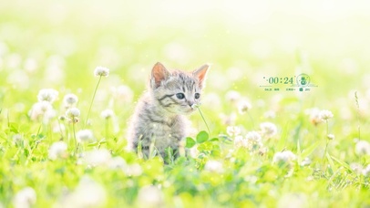 4K 萌化了的猫咪