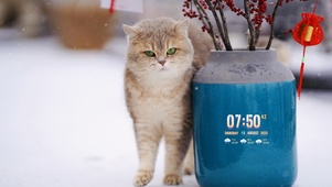 雪天肥猫猫
