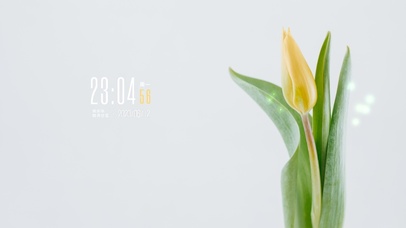 4k清新简约郁金香系列